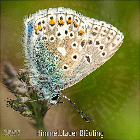 Himmelblauer Bläuling - © Michael C. Thumm